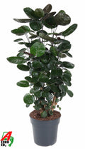 Polyscias Fabian Vertakt