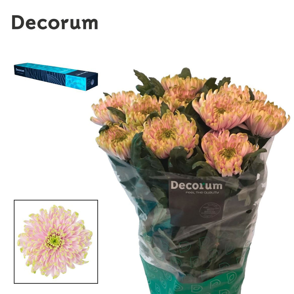 Chrysanthemum G Rossano Charlotte