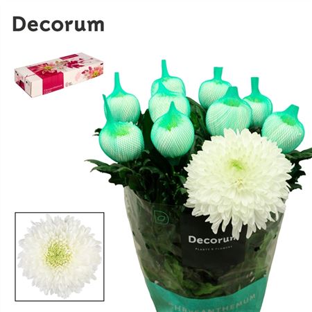 Chrysanthemum - Chrysanthemum - Magnum