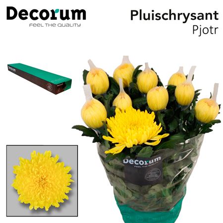 Chrysanthemum G Pjotr