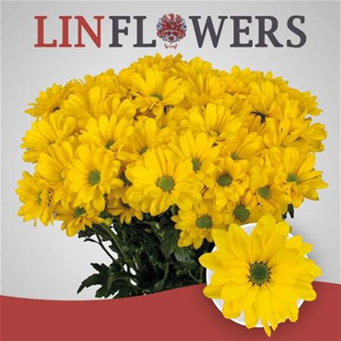 Spray Chrysanthemum - Chrysanthemum - Celebrate