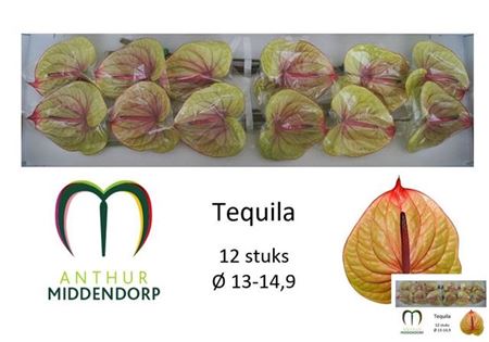 Anthurium Tequila Cut Flowers – 45cm Stems