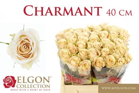 Rose - Rosa - Charmant