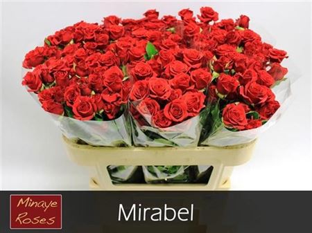 Spray Rose - Rosa - Mirabel