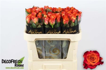 Rose - Rosa - Mariyo