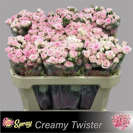 Spray Rose Creamy Twister