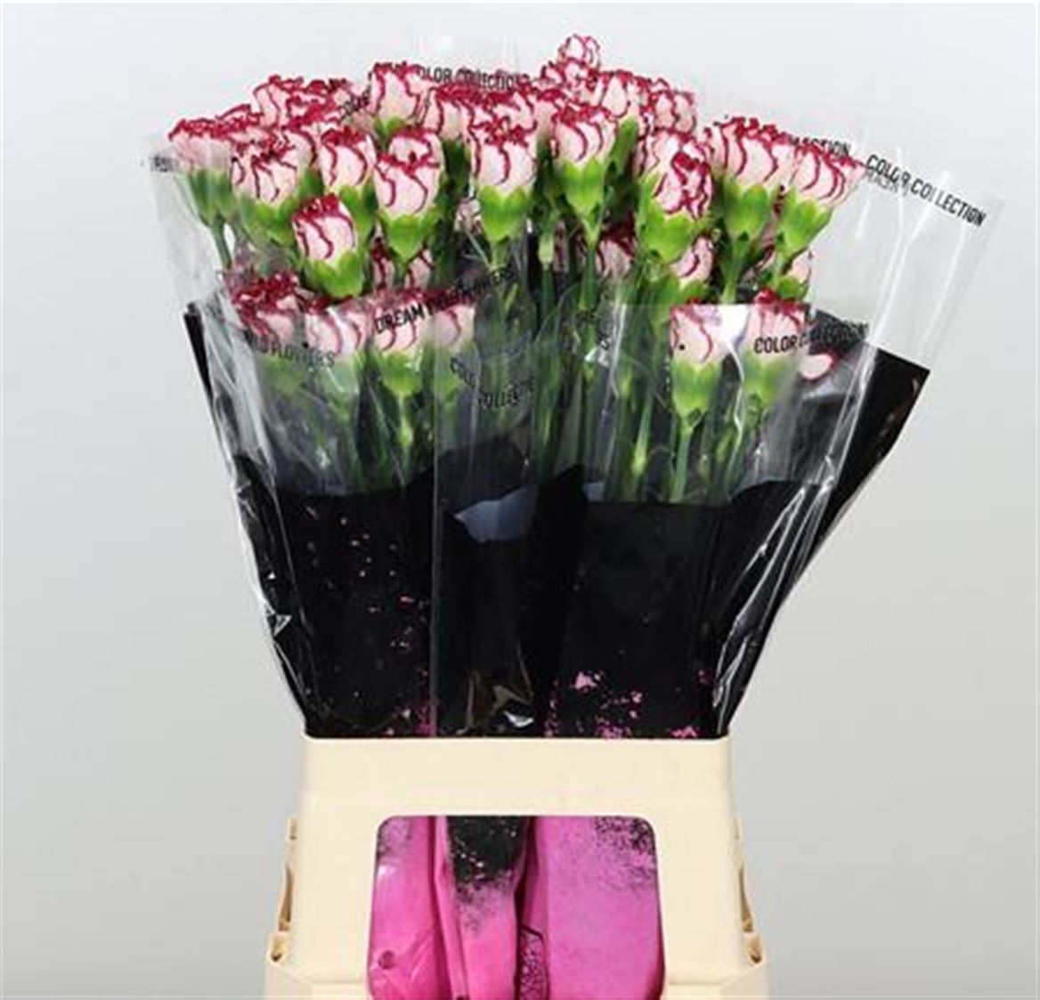 Carnation Standard Olympia