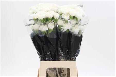 Carnation Standard Moonlight