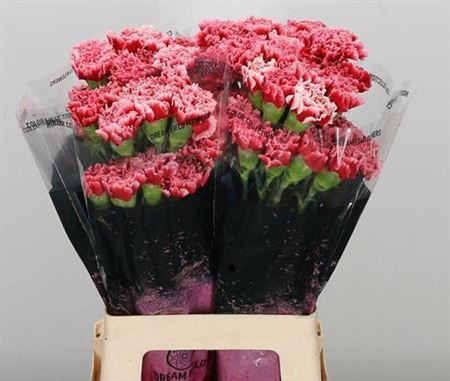 Standard Carnation - Dianthus - Cheerio