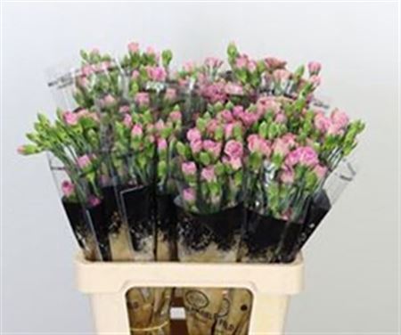 Carnation Spray Mocca Sweet