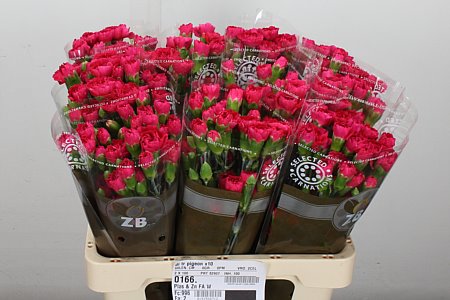Carnation Spray Pigeon