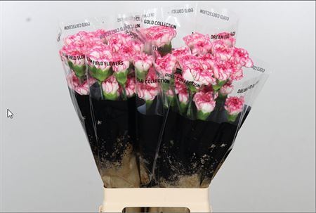Carnation Standard Komachi