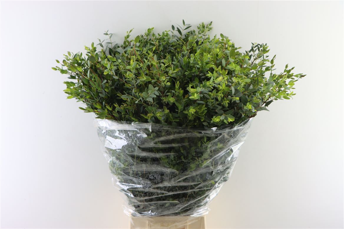 Eucalyptus - Eucalyptus - Parvula per bos