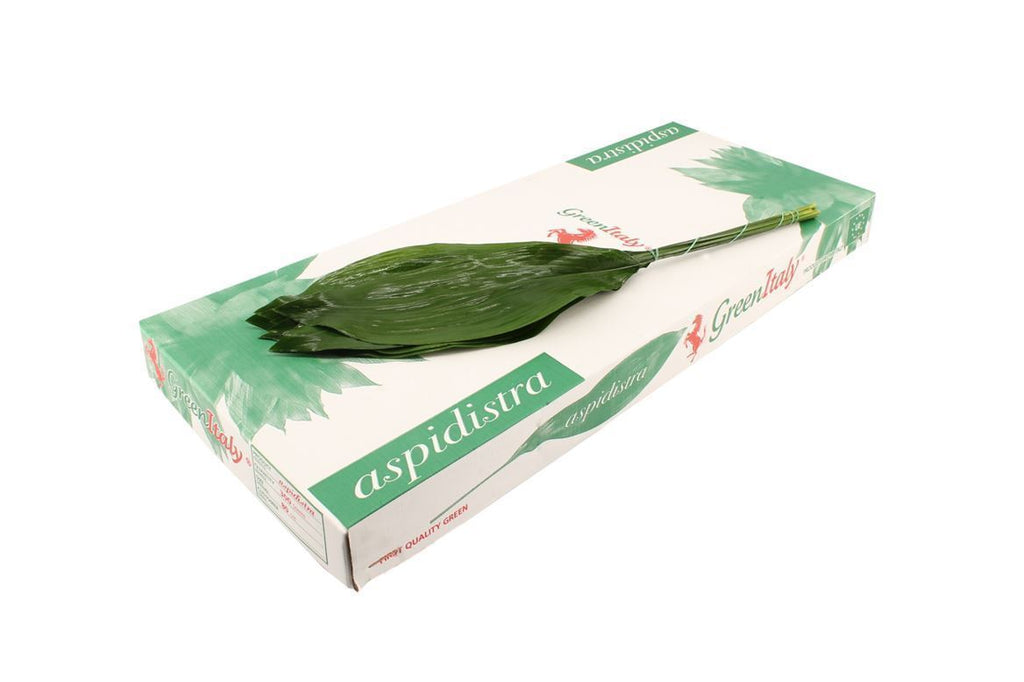 Aspidistra - Aspidistra - elatior