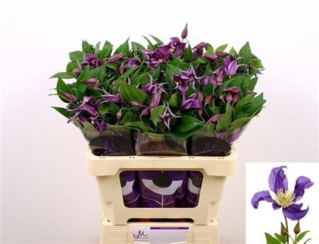 Purple Clematis Blue Pirouette Cut Flowers – 60cm