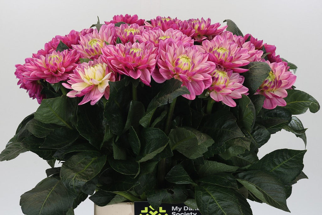 Mixed Colour Dahlia Stems – 55cm