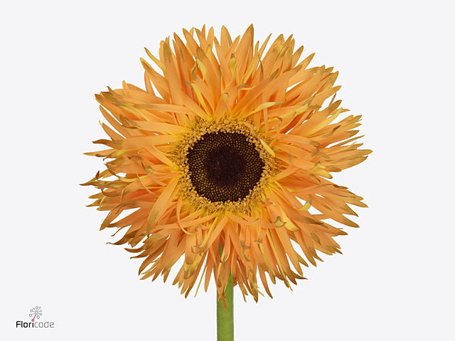 Gerbera Large Spider Bambu