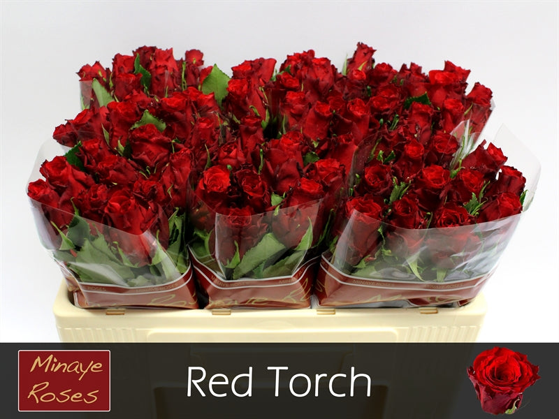 Rose - Rosa - Red Torch