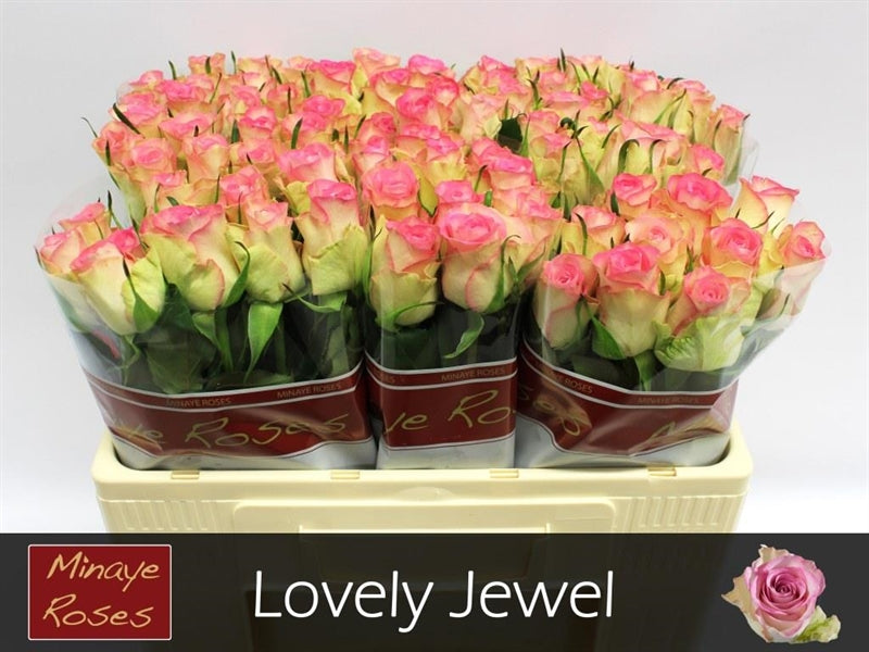 Rose - Rosa - Lovely Jewel
