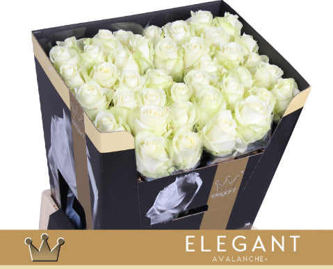 Rose - Rosa - Avalanche Elegant