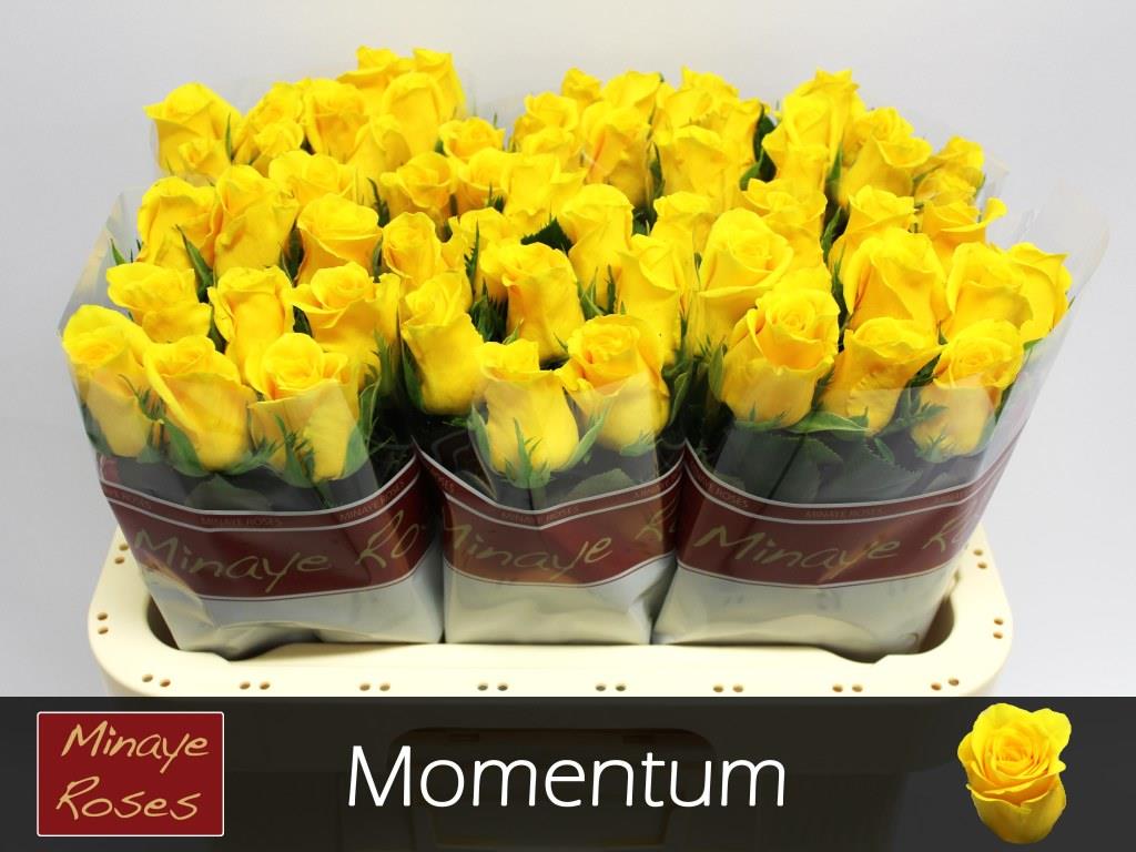 Rose - Rosa - Momentum+