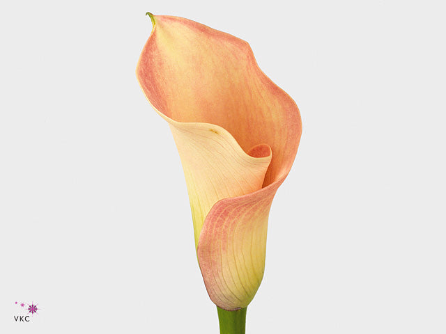 Calla Lily - Zantedeschia - Captain Rosette
