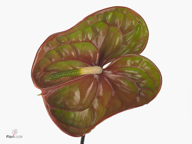 Green Anthurium ‘Elixer’ Cut Flowers – 35cm Stems