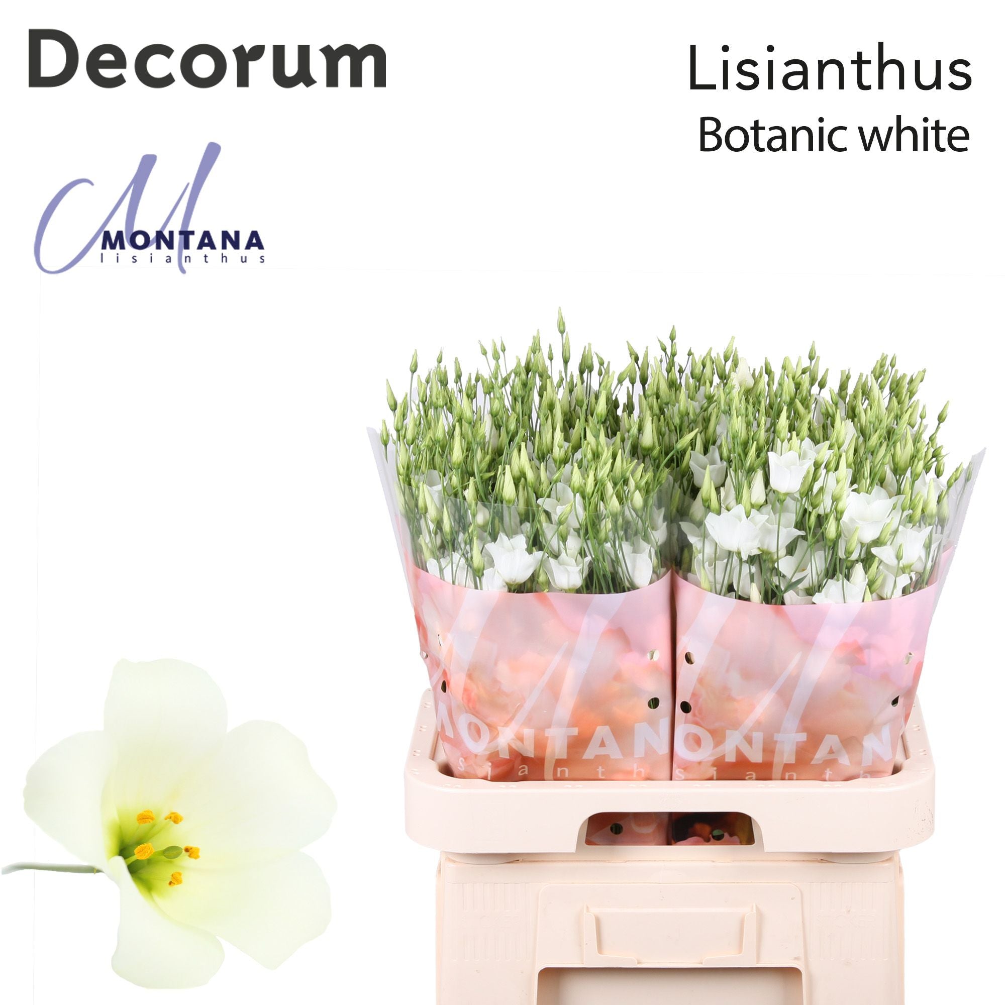 Lisianthus Botanic White