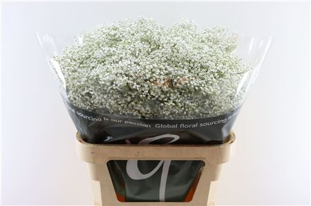 Gypsophila Million Star