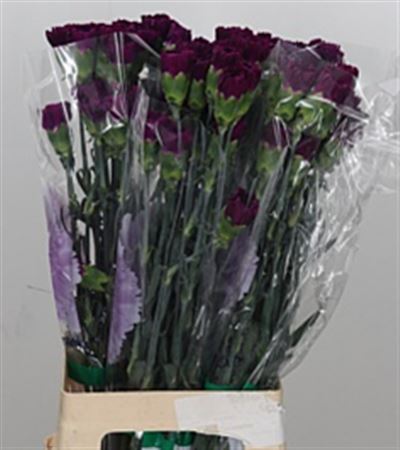 Carnation - Dianthus - Florigene Moontea
