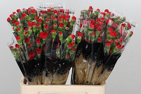 Carnation Spray Aragon