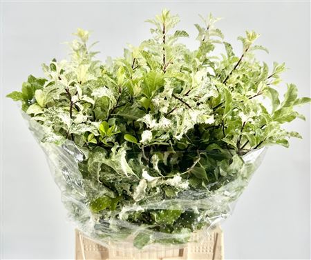 Pittosporum - Pittosporum - Nigra