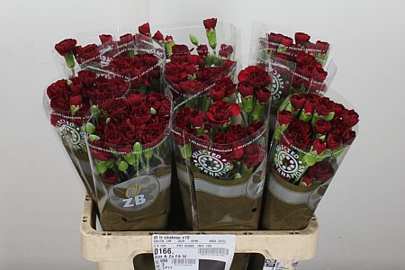 Carnation Spray Chateau