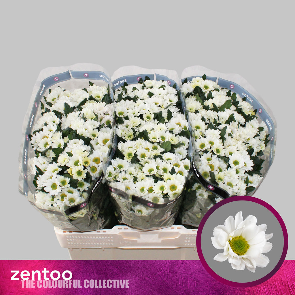 Santini Chrysanthemum - Chrysanthemum - Rossi White