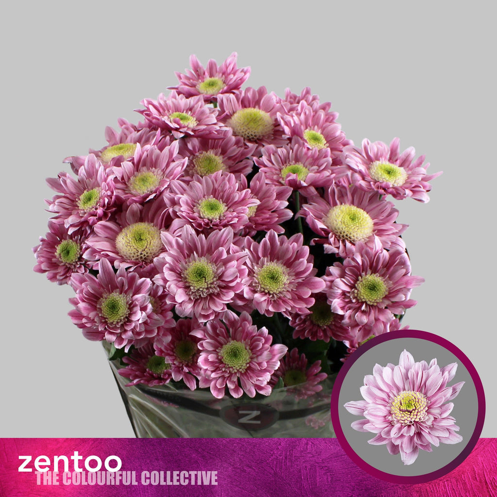 Spray Chrysanthemum - Chrysanthemum - Serenity Sweet