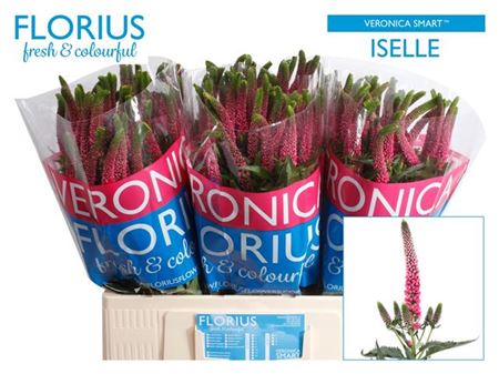 Pink Veronica ‘Allisel’ – 60cm Stems