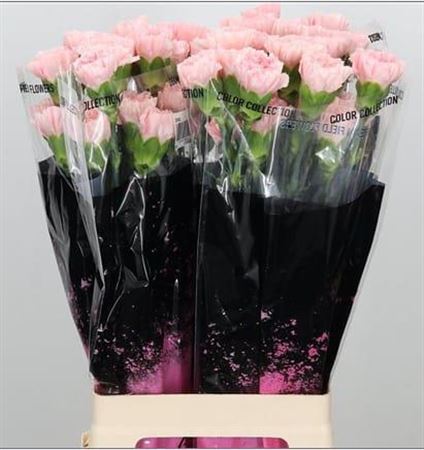 Carnation Standard Doncel