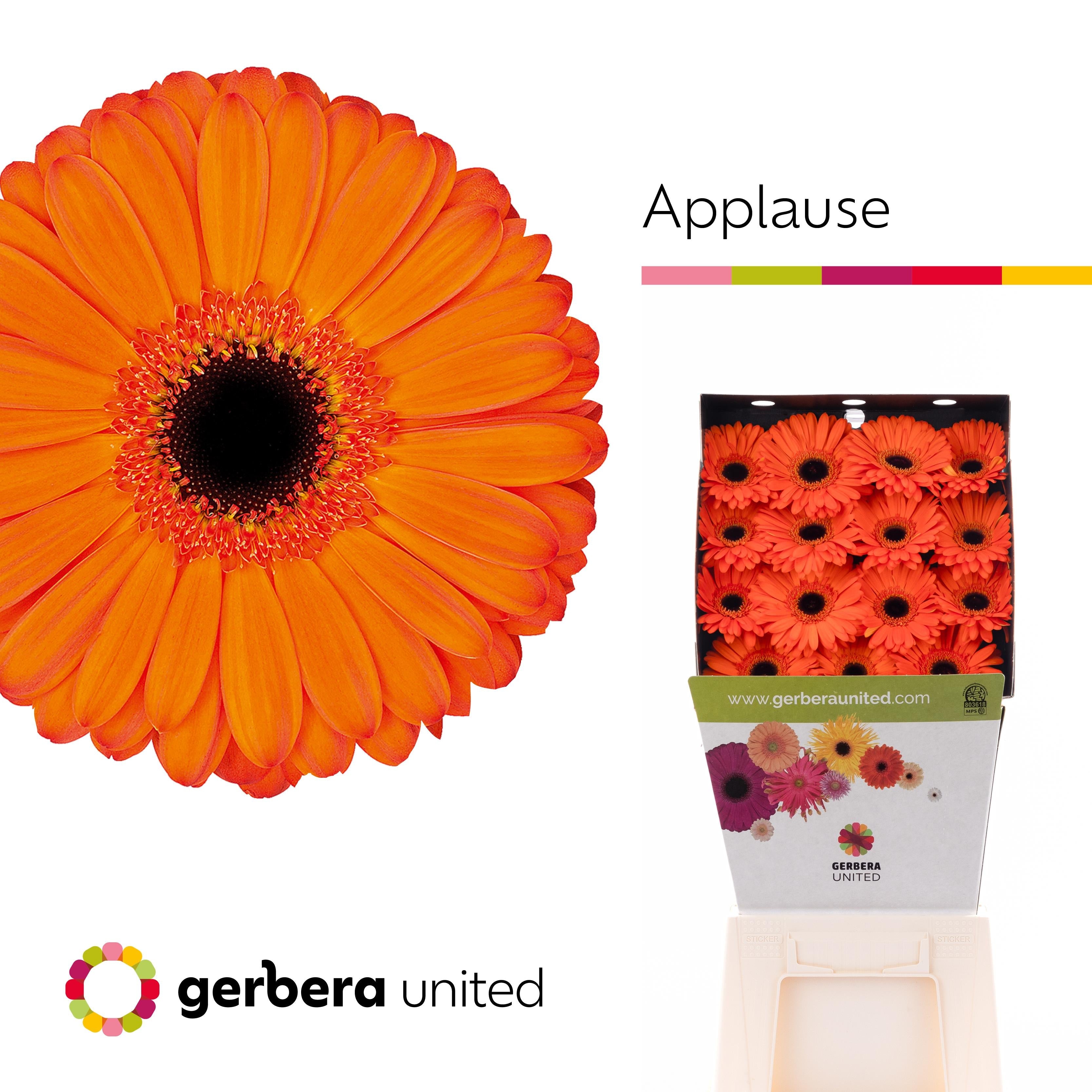 Gerbera - Gerbera - Applause
