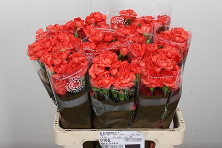 Carnation Spray Romany