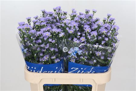 Purple Aster ‘Cassandra’ – 80cm Stems