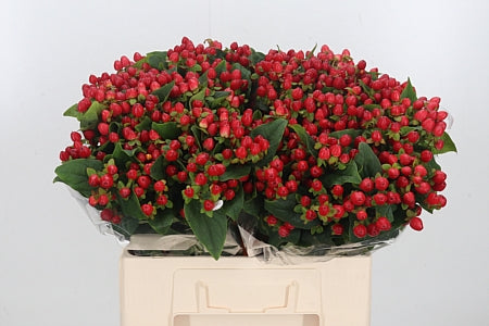 Hypericum Magical Triumph (25 Stems)
