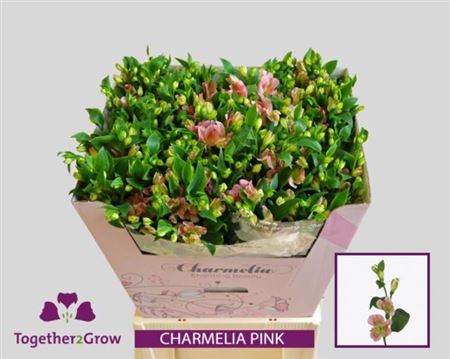 Alstroemeria Charmelia Pink