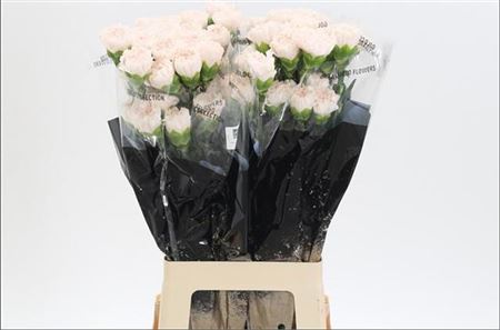 Carnation Standard Moon Golem