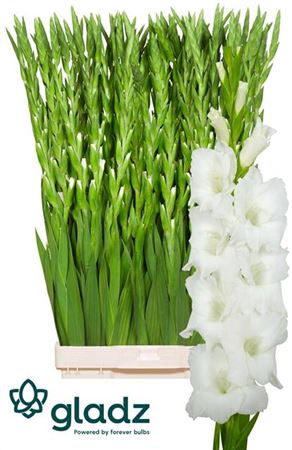 White Gladioli ‘Nova Zembla’ – 110cm Cut Stems