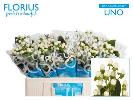 White Hypericum ‘Coco Uno’ Cut Flowers – 50cm Stems