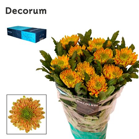 Chrysanthemum G Rossano Elizabeth