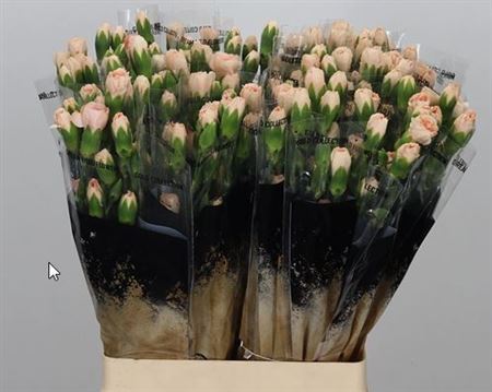 Carnation Spray Hamada