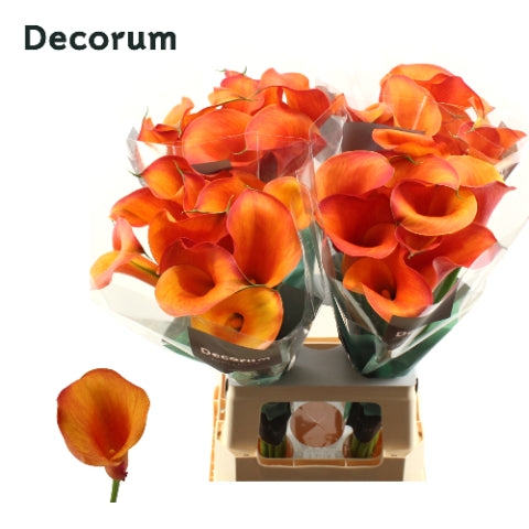 Calla Captain Odeon (10 Stems)