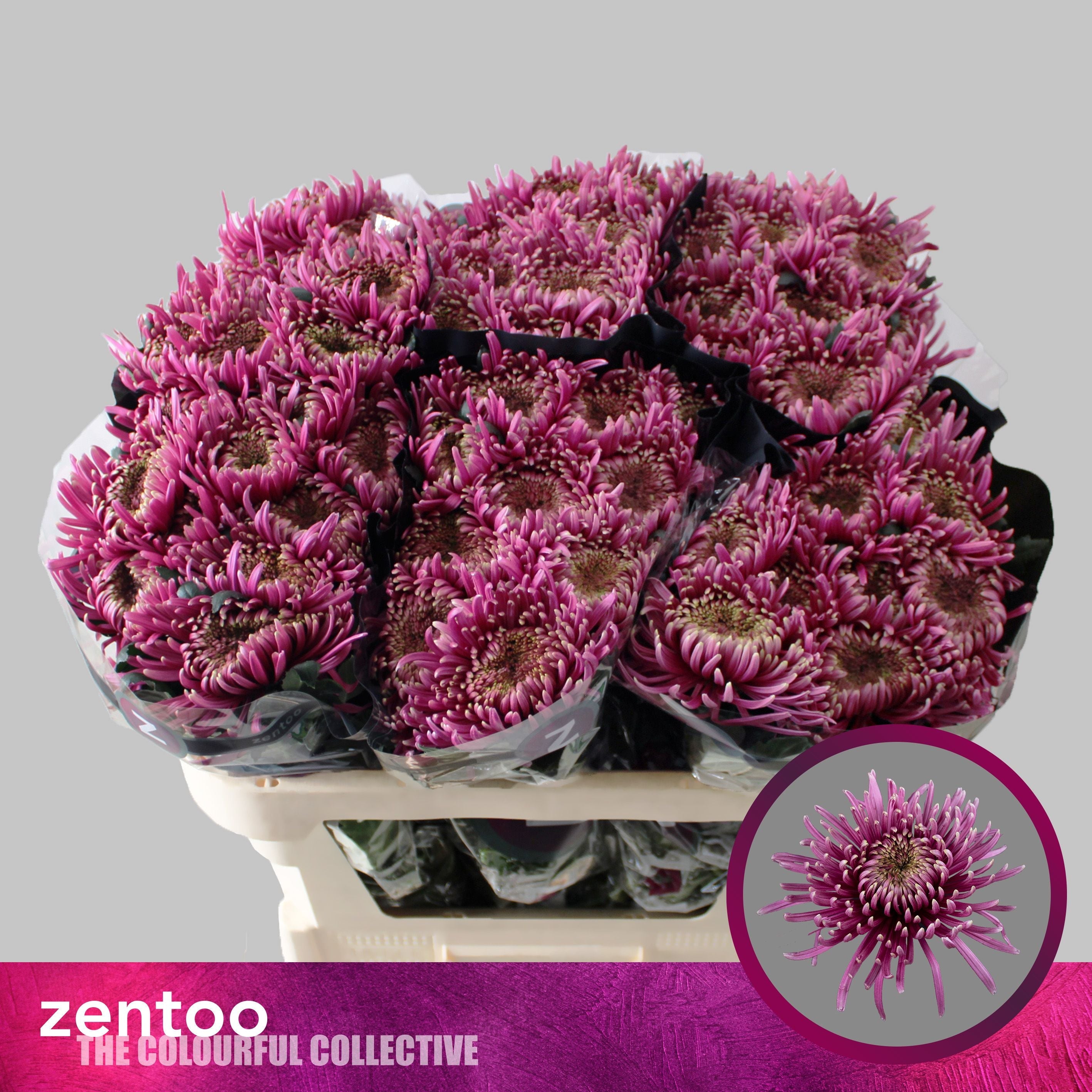 Chrysanthemum - Baltazar Intense