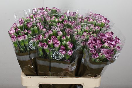 Carnation Spray Spectro